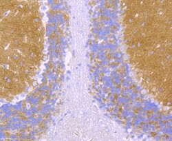 Invitrogen alpha-II Spectrin Recombinant Rabbit Monoclonal Antibody (JU32-09)