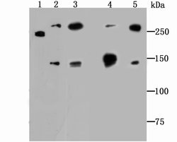Invitrogen alpha-II Spectrin Recombinant Rabbit Monoclonal Antibody (JU32-09)