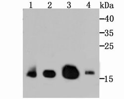 Invitrogen GPX4 Recombinant Rabbit Monoclonal Antibody (JU11-31) 100 &mu;L | Buy Online | Invitrogen&trade; | Fisher Scientific