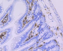 Invitrogen HLA-DQA1 Recombinant Rabbit Monoclonal Antibody (JU17-34) 100