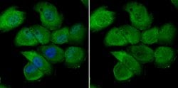 Invitrogen Nuclear Matrix Protein p84 Recombinant Rabbit Monoclonal Antibody