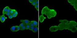 Invitrogen Nuclear Matrix Protein p84 Recombinant Rabbit Monoclonal Antibody