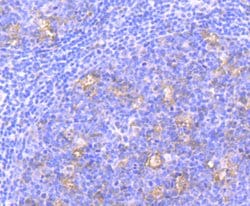 Invitrogen Nuclear Matrix Protein p84 Recombinant Rabbit Monoclonal Antibody