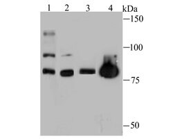 Invitrogen Nuclear Matrix Protein p84 Recombinant Rabbit Monoclonal Antibody