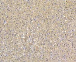 Invitrogen ORM1 Monoclonal Antibody (A4-G2-A3) 100 &mu;L; Unconjugated:Antibodies,