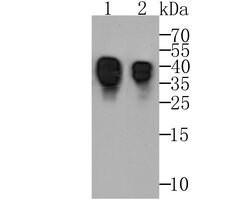 Invitrogen ORM1 Monoclonal Antibody (A4-G2-A3) 100 &mu;L; Unconjugated:Antibodies,