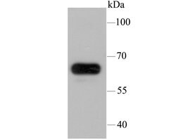 Invitrogen IGF2BP3 Monoclonal Antibody (C2-E4) 100 &mu;L; Unconjugated:Antibodies,