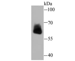 Invitrogen IGF2BP3 Monoclonal Antibody (C2-E4) 100 &mu;L; Unconjugated:Antibodies,