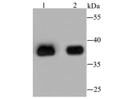 Invitrogen AKR1C1 Monoclonal Antibody (5-F10) 100 &mu;L | Buy Online | Invitrogen&trade; | Fisher Scientific
