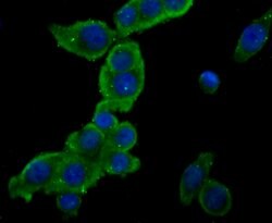 Invitrogen PCSK9 Monoclonal Antibody (2F1) 100 &mu;L; Unconjugated:Antibodies,