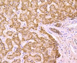 Invitrogen PCSK9 Monoclonal Antibody (2F1) 100 &mu;L; Unconjugated:Antibodies,