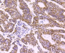 Invitrogen PCSK9 Monoclonal Antibody (2F1) 100 &mu;L; Unconjugated:Antibodies,