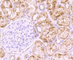 Invitrogen PCSK9 Monoclonal Antibody (2F1) 100 &mu;L; Unconjugated:Antibodies,