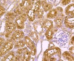 Invitrogen PCSK9 Monoclonal Antibody (2F1) 100 &mu;L; Unconjugated:Antibodies,