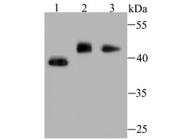 Invitrogen MTERFD1 Monoclonal Antibody (A8-A10) 100 &mu;L; Unconjugated:Antibodies,