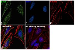 Invitrogen B-Raf Monoclonal Antibody (F1-F4-E10) 100 &mu;L; Unconjugated:Antibodies,