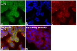 Invitrogen B-Raf Monoclonal Antibody (F1-F4-E10) 100 &mu;L; Unconjugated:Antibodies,