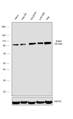 Invitrogen B-Raf Monoclonal Antibody (F1-F4-E10) 100 &mu;L; Unconjugated:Antibodies,