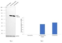 Invitrogen B-Raf Monoclonal Antibody (F1-F4-E10) 100 &mu;L; Unconjugated:Antibodies,