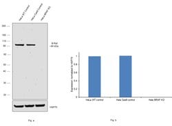 Invitrogen B-Raf Monoclonal Antibody (F1-F4-E10) 100 &mu;L; Unconjugated:Antibodies,