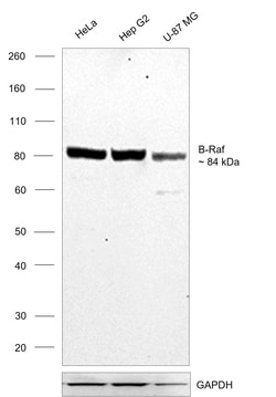 Invitrogen B-Raf Monoclonal Antibody (F1-F4-E10) 100 &mu;L; Unconjugated:Antibodies,