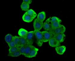 Invitrogen B-Raf Monoclonal Antibody (F1-F4-E10) 100 &mu;L; Unconjugated:Antibodies,