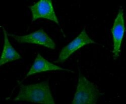 Invitrogen B-Raf Monoclonal Antibody (F1-F4-E10) 100 &mu;L; Unconjugated:Antibodies,