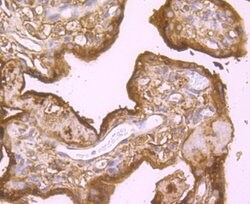 Invitrogen B-Raf Monoclonal Antibody (F1-F4-E10) 100 &mu;L; Unconjugated:Antibodies,