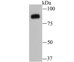 Invitrogen B-Raf Monoclonal Antibody (F1-F4-E10) 100 &mu;L; Unconjugated:Antibodies,