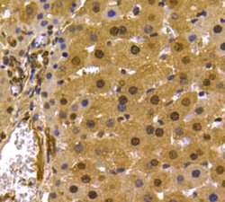 Invitrogen PRMT5 Monoclonal Antibody (7-C2) 100 &mu;L; Unconjugated:Antibodies,