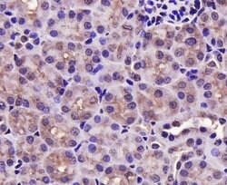 Invitrogen PRMT5 Monoclonal Antibody (7-C2) 100 &mu;L; Unconjugated:Antibodies,