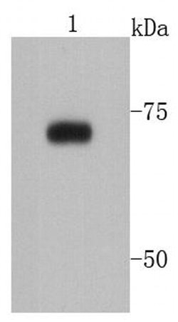 Invitrogen PRMT5 Monoclonal Antibody (7-C2) 100 &mu;L; Unconjugated:Antibodies,
