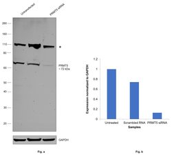 Invitrogen PRMT5 Monoclonal Antibody (7-C2) 100 &mu;L; Unconjugated:Antibodies,