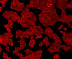 Invitrogen GPX1 Monoclonal Antibody (C5-F6) 100 μL; Unconjugated:Antibodies,