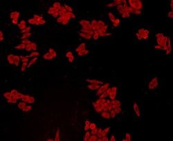 Invitrogen GPX1 Monoclonal Antibody (C5-F6) 100 μL; Unconjugated:Antibodies,