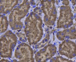 Invitrogen GPX1 Monoclonal Antibody (C5-F6) 100 μL; Unconjugated:Antibodies,