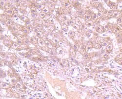 Invitrogen GCLC Recombinant Rabbit Monoclonal Antibody (JA08-03) 100 &mu;L;