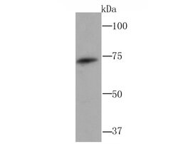 Invitrogen GCLC Recombinant Rabbit Monoclonal Antibody (JA08-03) 100 &mu;L;
