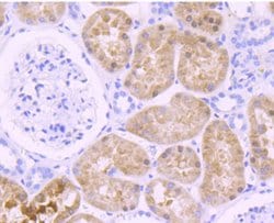 Invitrogen OGG1 Recombinant Rabbit Monoclonal Antibody (JA18-13) 100 &mu;L;