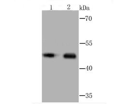 Invitrogen MEIS1 Recombinant Rabbit Monoclonal Antibody (JA13-26) 100 &mu;L;