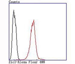 Invitrogen ZIC1 Recombinant Rabbit Monoclonal Antibody (JA31-60) 100 &mu;L;