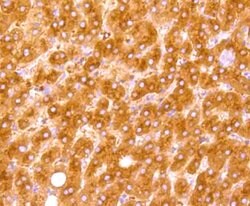 Invitrogen Complement C4 Recombinant Rabbit Monoclonal Antibody (JM88-13)