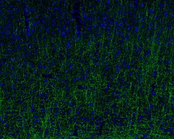 Invitrogen MOG Recombinant Rabbit Monoclonal Antibody (JM23-06) 100 &mu;L | Buy Online | Invitrogen&trade; | Fisher Scientific