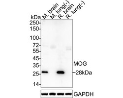 Invitrogen MOG Recombinant Rabbit Monoclonal Antibody (JM23-06) 100 &mu;L | Buy Online | Invitrogen&trade; | Fisher Scientific