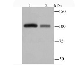 Invitrogen MVP Recombinant Rabbit Monoclonal Antibody (JM74-73) 100 &mu;L;