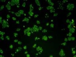 Invitrogen Cyclin E2 Monoclonal Antibody (40-89) 100 &mu;L; Unconjugated:Antibodies,