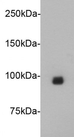 Invitrogen JPH2 Monoclonal Antibody (3-2) 100 &mu;L; Unconjugated:Antibodies,