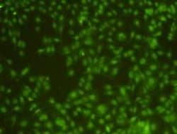 Invitrogen Rex1 Monoclonal Antibody (E7-B7-A7) 100 &mu;L; Unconjugated:Antibodies,