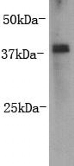 Invitrogen Rex1 Monoclonal Antibody (E7-B7-A7) 100 &mu;L; Unconjugated:Antibodies,