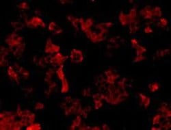 Invitrogen CD304 (Neuropilin-1) Monoclonal Antibody (A3-D1) 100 &mu;L;